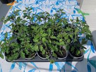 Tomatplantor och elefantgräs