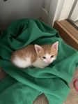 säljes kattungar