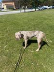 American Bully merle XL