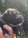 Staffordshire bullterrier 
