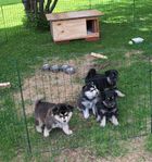 Finska lapphundsvalpar