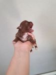 Chihuahuavalpar SKK 