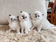 Ragdoll kattungar med stamtavla i SVERAK, lev.15/8