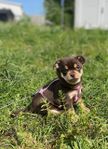 Underbar blandras chihuahua  tibetansk spaniel pomeranian