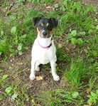 terrier brasiliero tik 