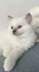 ragdoll