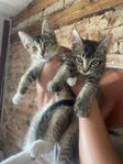 Ljuvliga kattungar