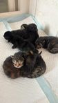 kattungar main coon mix 