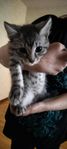 selkirk Rex/Maine coon  kattungar mm