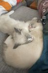 kattungar