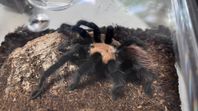 Brachypelma Albiceps 