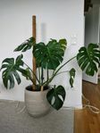 Monstera plantera