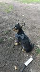 valp chihuahua tik (12,5% manchester terrier)