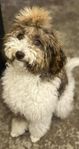 Mellan-Goldendoodle.