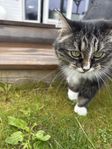 Katt Ragdoll / Norsk skogskatt