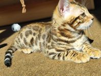 Bengal kattungar med stamtavla