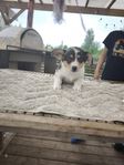 Leveransklar Welsh Corgi Cardigan Tik SKK stamtavlaq
