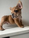 fransk bulldogg valp