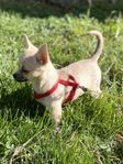 KORTHÅRIG CHIHUAHUA TIK