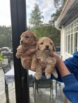 Hanhundsvalp Maltipoo
