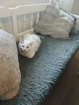 Leveransklara Ragdolls 