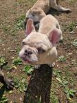 Fransk Bulldog