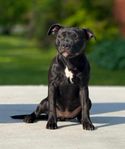 Staffordshire bullterrier valp SKK