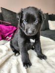 Xoloitzcuintle Standard Tik