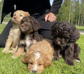 Am Tiny Bernedoodle 