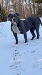 American Bully XL tik – 3 år – Renrasig