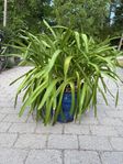 Agapanthus, Afrikas lilja 