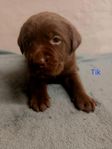 Labrador valpar