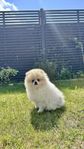 Pomeranian hane