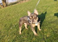 Fransk Bulldog / Bulldogg avel-Parning
