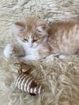 Hasse. Norsk skogskatt/Maincoon Perser/Ragdoll