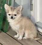 Renrasig Reggad Chihuahua valp