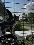 kattungar