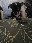 Chihuahua tjejer