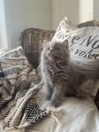 Bedårande Ragdoll Perser kattungar 