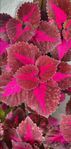 Palettblad sticklingar China Rose