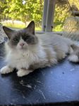 Ragdoll