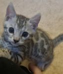 Silver bengal kattunge