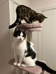 kattbröder 