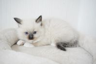 Ragdollkattungar 4