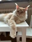  Två Maine Coon-katter söker nytt kärleksfullt hem
