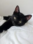 kattunge. HONA