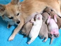 Chihuahua valpar långhåriga crème färgade