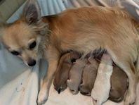 Chihuahua papillon valpar!