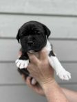 leveransklar v28 Staffordshire bullterrier valpar