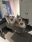 Ragdoll med stamtavla